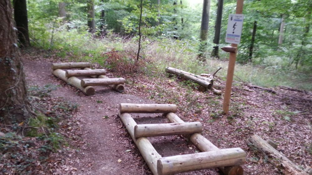 Waldweg mit Fitnessparcours, Baumstämmen, Farnen und Beschilderung unter strahlendem Sonnenschein.